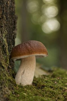 a mushroom growing on the side of a tree