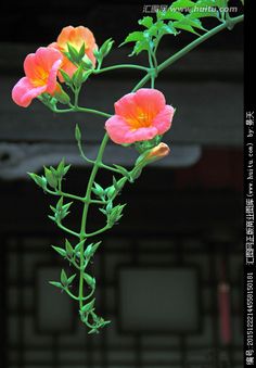 pink and orange flowers are hanging from a plant