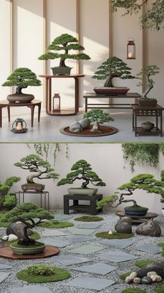 there are many bonsai trees on display in this room, and one is empty