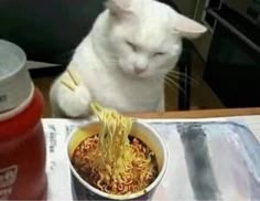 a white cat sitting at a table eating noodles