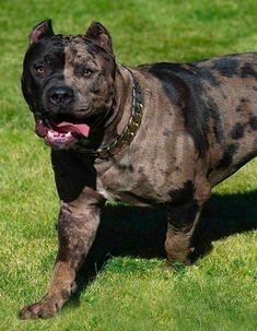 a brown and black dog standing on top of a lush green field