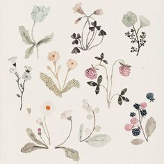 various flowers and leaves on a white background