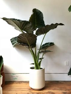 a plant in a white pot on a wooden table