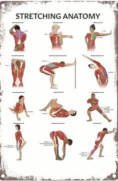 an image of stretching anatomy poster