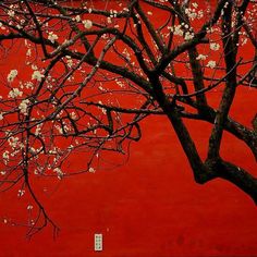 a tree with white flowers in front of a red wall