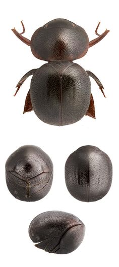 an insect with four different angles to show the size and shape of it's body