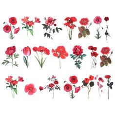 an assortment of red flowers on a white background