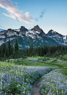 a trail winds through a meadow with wildflowers and mountains in the background at sunset