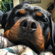 a black and brown dog laying on top of a blanket