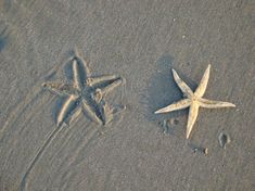 two starfishs are on the sand near each other