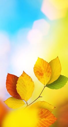 two yellow and red leaves on a branch with bright blue sky in the back ground