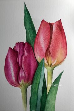 two pink tulips with green leaves are on the facebook page