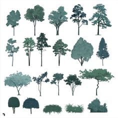 various types of trees are shown in blue and green colors on a white background,