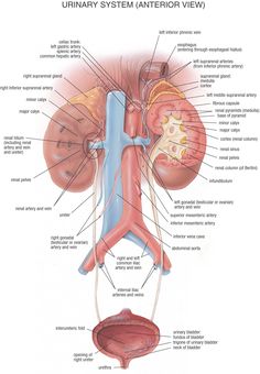 the urinary system is shown in this diagram