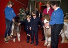 Diana With Her Sons, Shetland Ponies, Shetland Pony, Young Prince, London Photos, Show Jumping