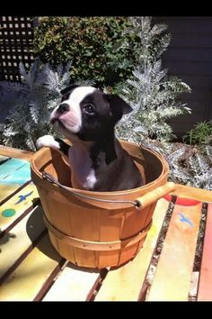 a small black and white dog sitting in a basket on top of a wooden table