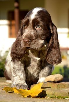 a brown and white dog sitting on top of a stone floor next to a leaf