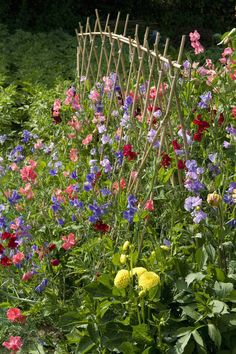 a garden filled with lots of colorful flowers