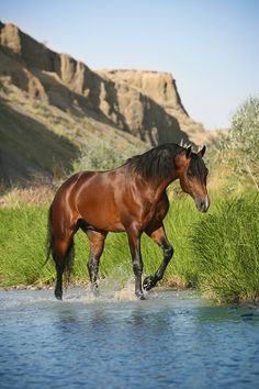 a brown horse walking across a river next to tall grass and mountains in the background