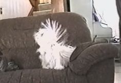 a cat sitting on top of a couch next to a window