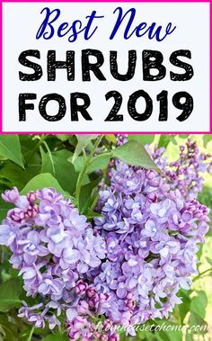 purple flowers with the words best new shrubs for 2019