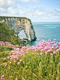 pink flowers are growing on the side of a cliff by the ocean with an arch in the background