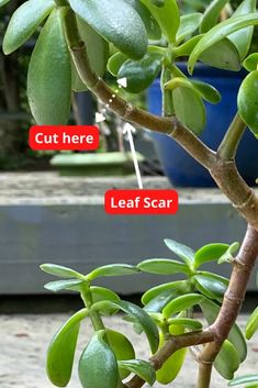 Jade Plant Pruning, Jade Plant Care, Jade Plant, Succulent Garden Diy