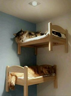 two cats sleeping on top of bunk beds