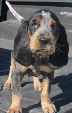 a small black and brown dog standing on top of a cement floor next to a truck