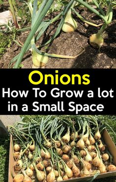 onions growing in a small space with text overlay that reads onions how to grow a lot in a small space