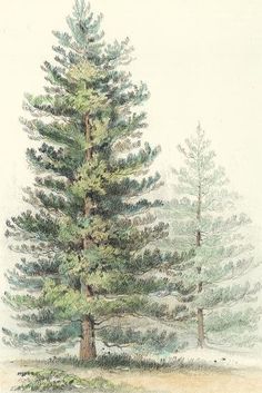 a drawing of a pine tree in the woods