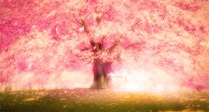 a pink tree in the middle of a field