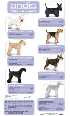 an info sheet showing different types of dogs