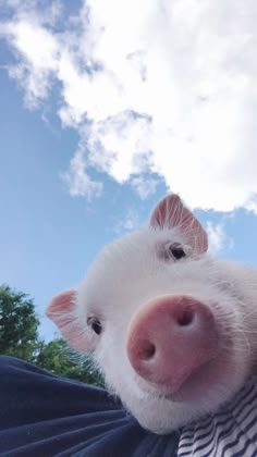 a pig sticking its head out the window of a car looking up at the camera