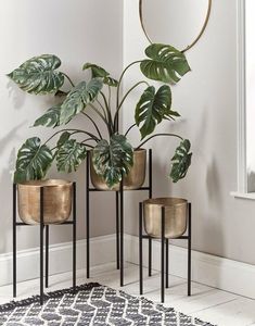 Plant stand decorations