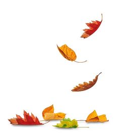 falling autumn leaves on a white background