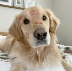 a close up of a dog laying on a bed