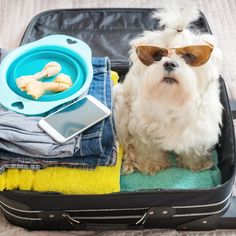 a small white dog wearing sunglasses sitting in an open suitcase with clothes and cell phone