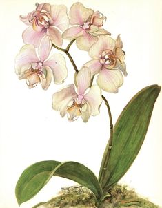 an orchid plant with pink flowers and green leaves