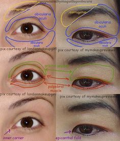 four different types of eyeliners and their corresponding colors are labeled in the diagram below