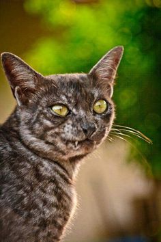 a close up of a cat with yellow eyes looking off to the side on a sunny day