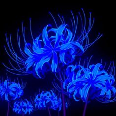 three blue flowers are lit up in the dark with long stems and leaves on them