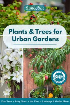 Small fruits and compact fruit trees ideal for small gardens. Garden Tools Diy, Easy Indoor Plants, Patio Trees, Berry Plants, Flower Garden Design, Indoor Herb Garden, Garden Maintenance, Diy Garden Furniture, Urban Oasis