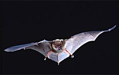 a large bat flying through the air at night