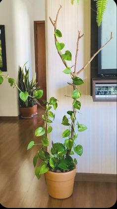 a potted plant sitting on top of a hard wood floor next to a wall