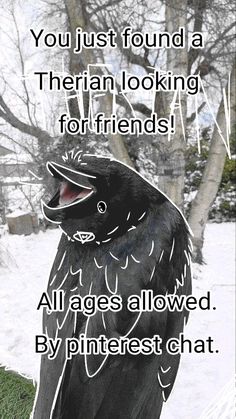 a black bird sitting on top of snow covered ground next to a tree with the words, you just found a siberian looking for friends all ages allowed by pinterest chat