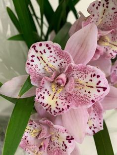 some pink and white flowers are in a vase