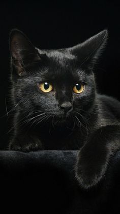 a black cat with yellow eyes laying down on the floor in front of a dark background