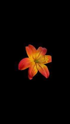 an orange and yellow flower on a black background