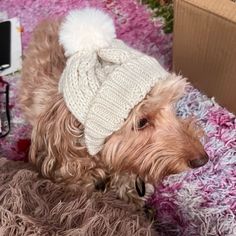 a brown dog wearing a white knitted hat on top of a pink blanket next to a box